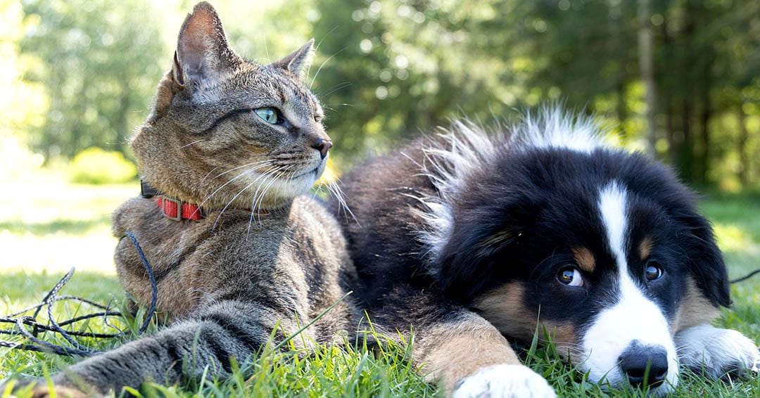 How Pets Quietly Teach Us About the Sacred